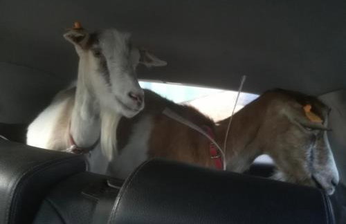 Pensjonat Przy Stajni - Foto 57