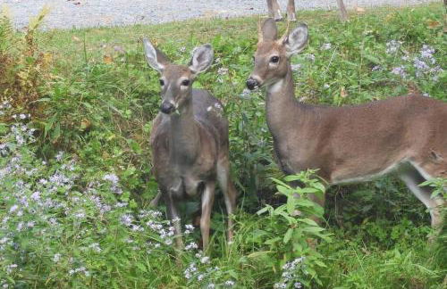 Yogi House Meditation Retreat - Foto 21