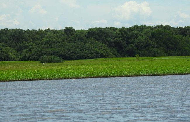 Paseo en barco por la Vía Parque Isla de Salamanca - Foto 7