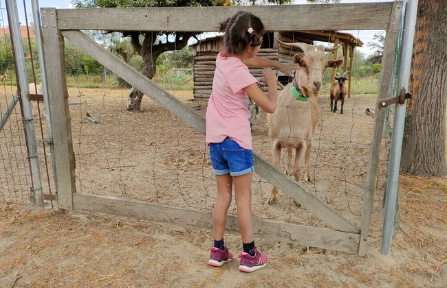 Casa das Palmeiras - Pedagogic Farm - Foto 123
