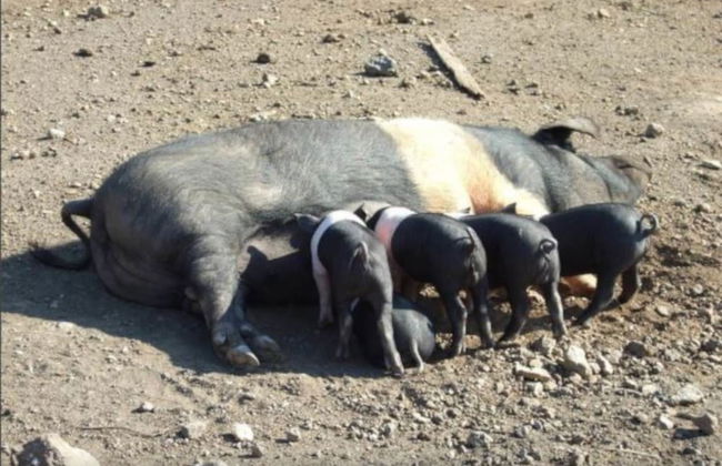 Agriturismo il Marrugio - Foto 24