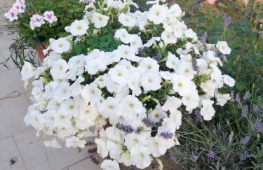 La casetta di samba - Foto 28