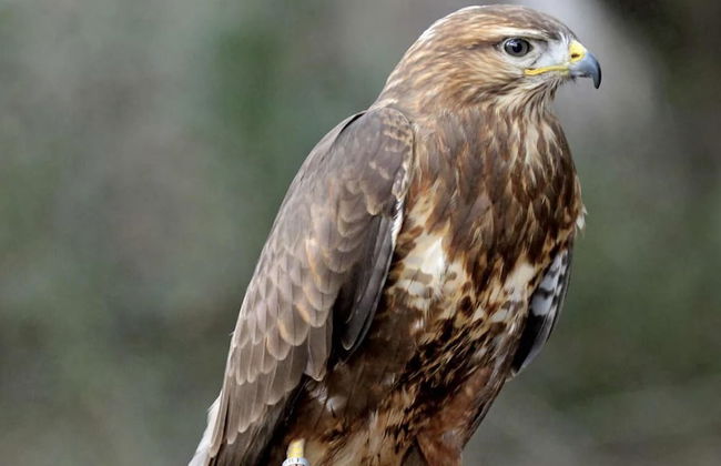 Freshwater - Hot Tub - Pet Friendly - Garden - Foto 16