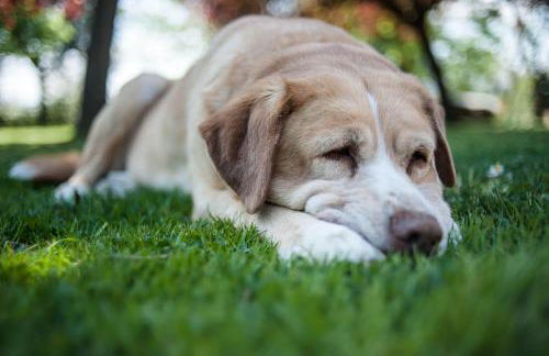 Villa La Lodola - Photo 40