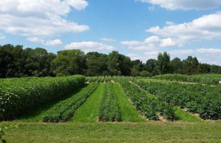 Bauernhof Sesterhenn - Foto 31