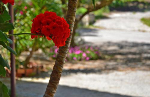 Belvedere Zakynthos Studios - Foto 47