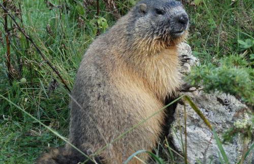 La P'tite Marmotte - Foto 26