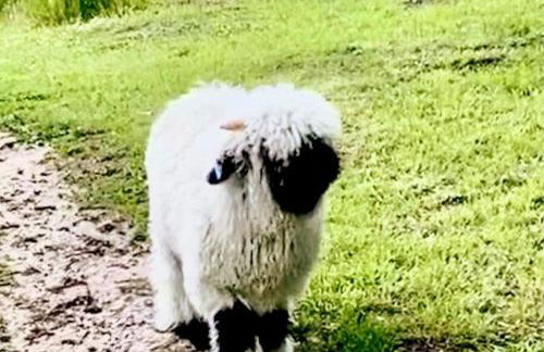 Gorstage Meadows Luxury 2 Bedroom Lodge in Rural Cheshire - Photo 15