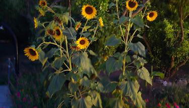 Beloc House Lopud Island - Foto 2