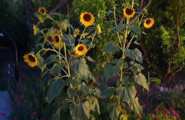 Beloc House Lopud Island - Photo 2