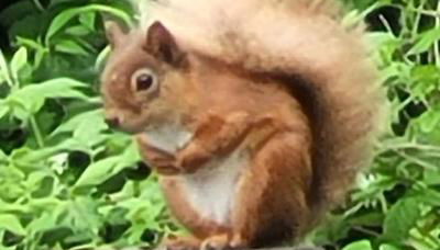 Squirrels Wood Lodge, nr Glencoe, dog friendly - Foto 3