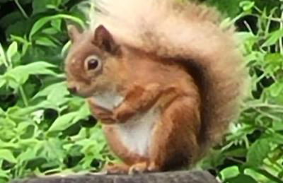 Squirrels Wood Lodge, nr Glencoe, dog friendly - Foto 3