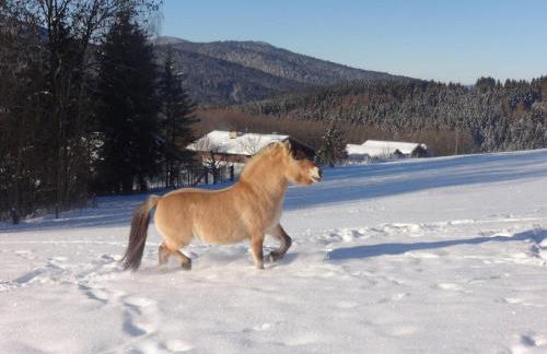 Urlaub auf dem Haberlhof - Foto 46