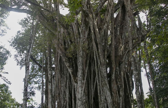 Villas Cabuya Beach & Forest - Foto 67