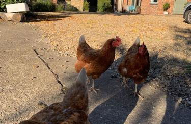 The Bolthole barn with wood-fired hot tub - Foto 17
