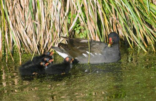 Mühle W01 - Foto 33