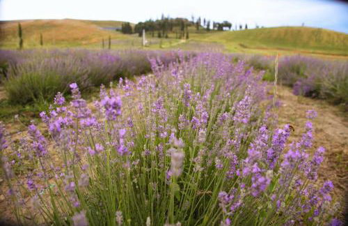 Tenuta d'Arbia, Siena - Foto 26