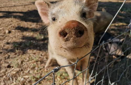 Quinta da Ponte das Hortas 1 - Foto 20