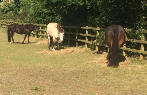 Modern, Stylish lodge with Paddock Views - Foto 13