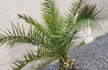 La petite maison de poncho - Foto 33