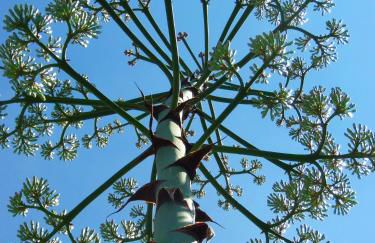 Ninho Da Poupa - Foto 22