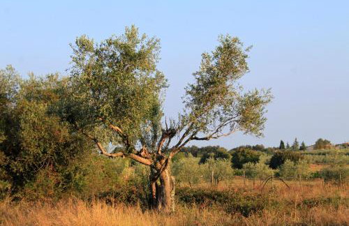 Family-friendly apartments with swimming pool Cepljani, Umag - 23565 - Foto 33