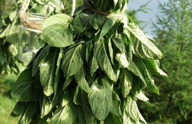 Miętowy Anioł - Foto 61