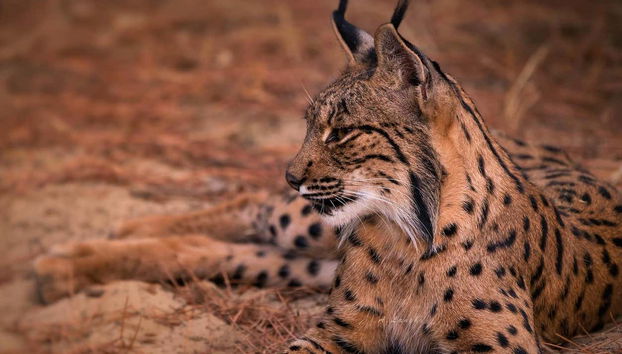 Tour en 4x4 por el Parque Nacional de Doñana - Foto 3