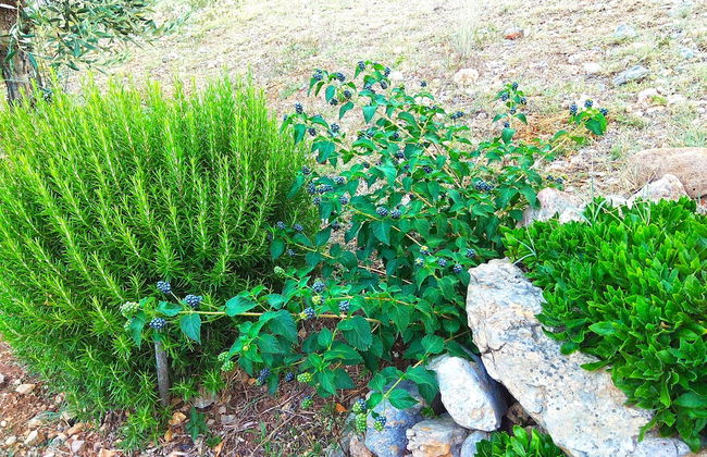 Flower Houses - Foto 39