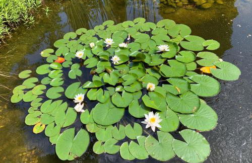 Einladendes Appartement im Grünen für 2 Personen - Foto 22
