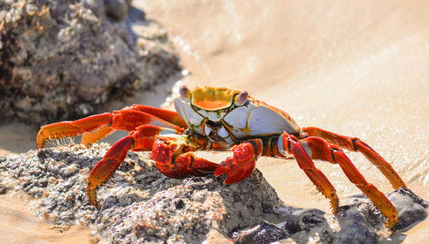 Crab in the Galapagos Islands
