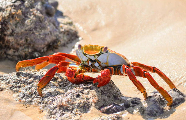 North Galapagos Islands 8 Day Cruise - Photo 2