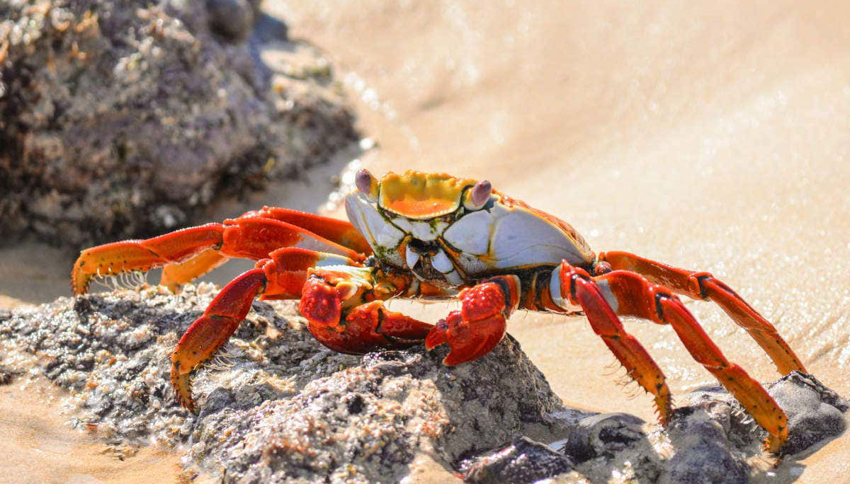 Crab in the Galapagos Islands
