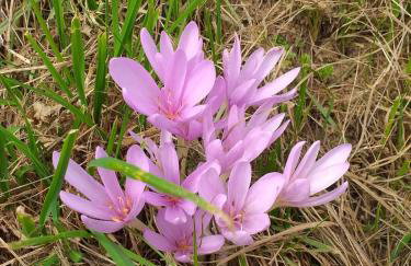 Apartman Skender 3* Ravna Gora - Foto 21