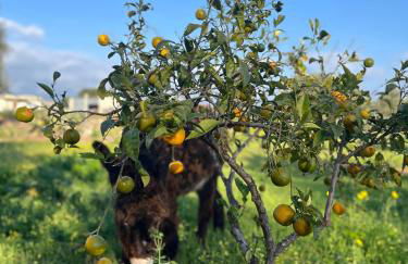 La Casa del Carrubo con Piscina condivisa in campagna vicino al mare - Canestanco 18 - Foto 48