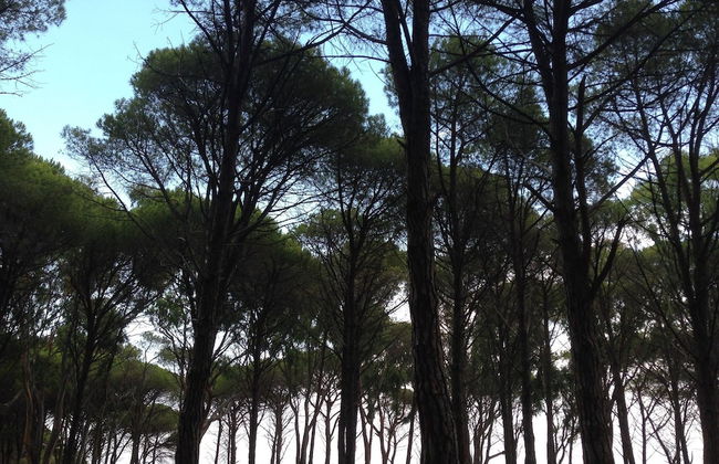 Cavalli di S'Arcaite - Foto 53