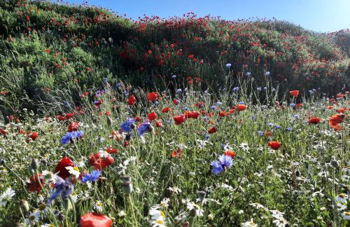 Ostseerauschen - Foto 56