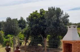 Monte do Ribeiro Baço - Monsaraz - Foto 11