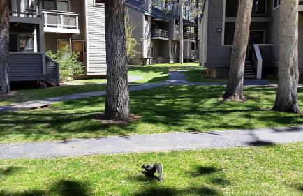 Lakeland Village #110 - Foto 37