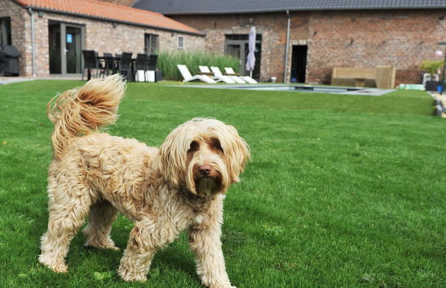 Vlaanderen Cozy Cottage - Foto 16