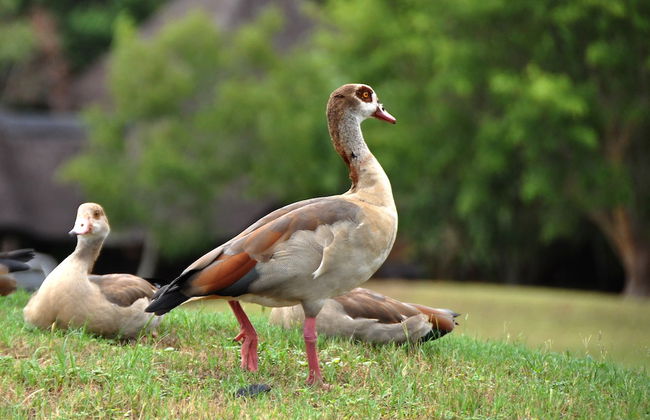 Kruger Park Lodge unit No. 608A - Foto 33