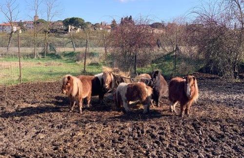 Tuscany Heritage Exclusive - La Ceppa - Foto 27
