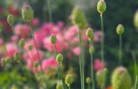 Ogrodowa 4 - Photo 16