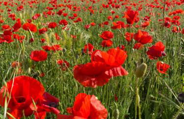 LES SANTOLINES - Studio Retro - Foto 25