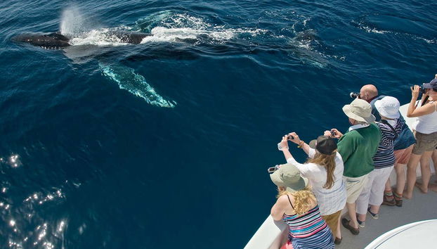 Admiring a whale up close