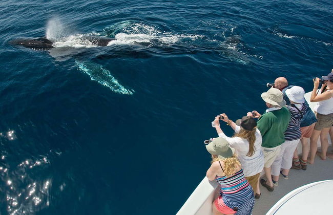 Avvistamento di balene a Puerto Vallarta - Foto 2