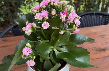 Scavi & Sogni Romani - Foto 24