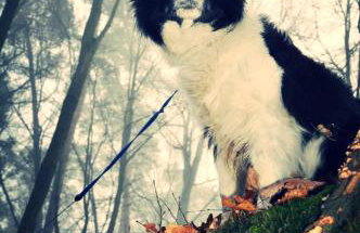 Modrzewiowe Wzgorze - Foto 9