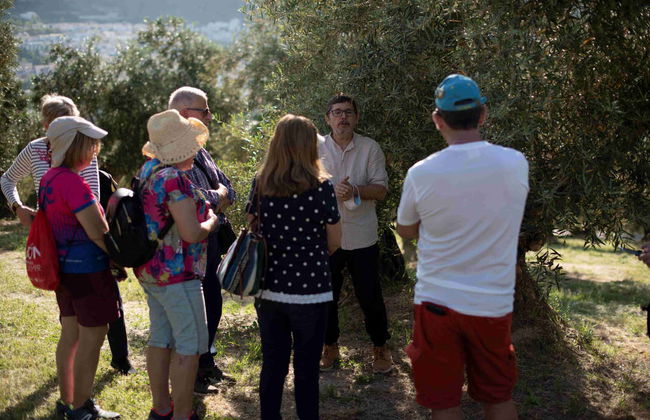 Visita a um olival e a um lagar de azeite + Degustação de azeites - Foto 10