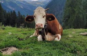 Very Nice Appartment for 4, Marilleva 900, Val di Sole - Foto 60